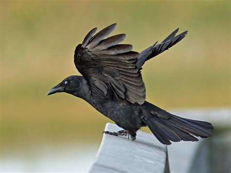 Fish Crow .